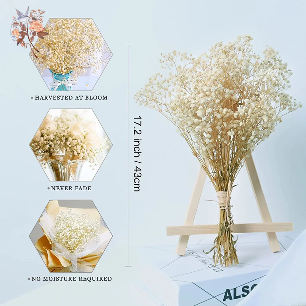 Trockenblumen Schleierkraut 60 g - Getrocknete Gypsophila für Vase & Deko