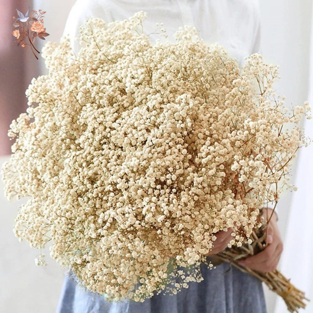 Trockenblumen Schleierkraut 60 g - Getrocknete Gypsophila für Vase & Deko