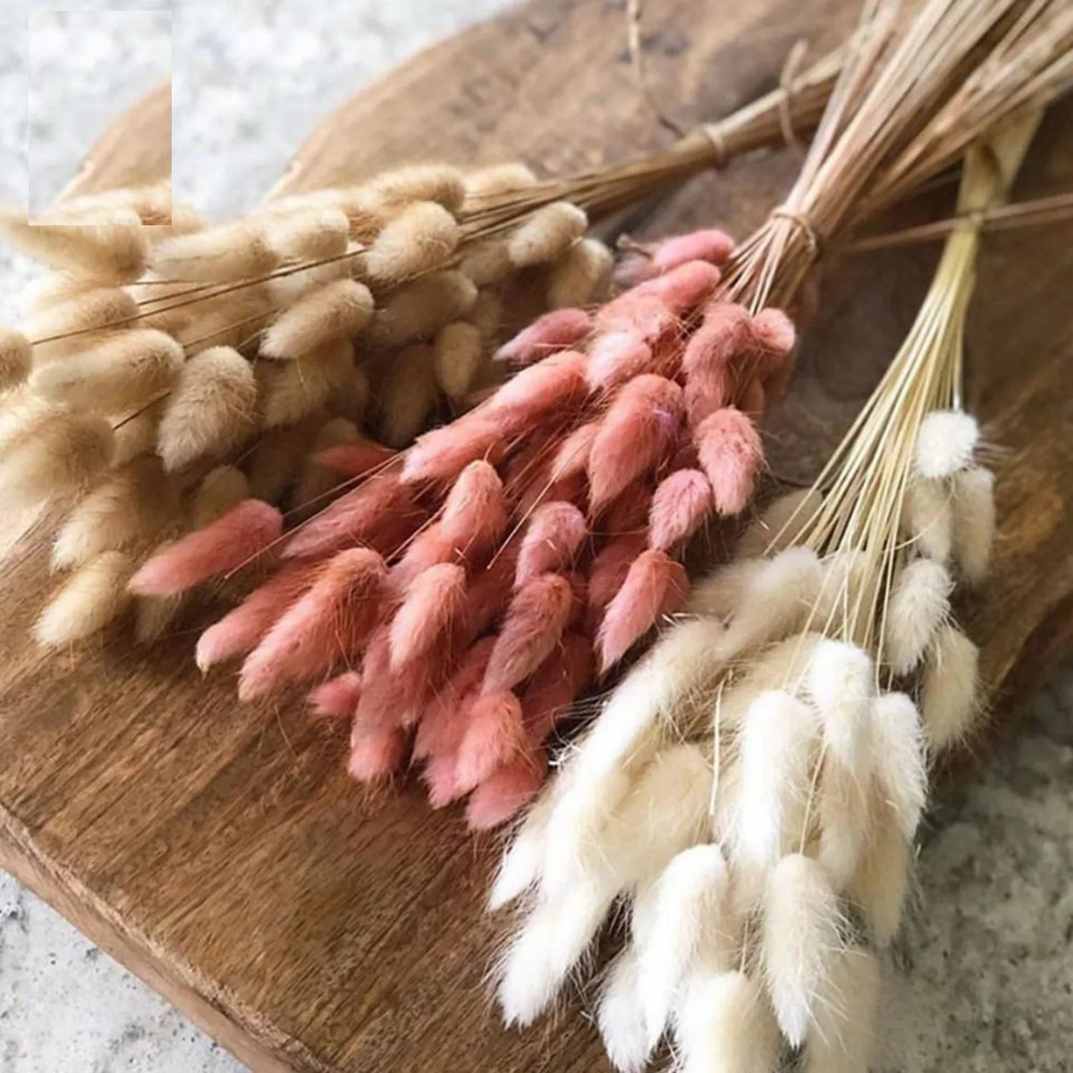 Hasenschwanzgras 50 Stück - Getrocknete Lagurus für Vase & Boho-Deko