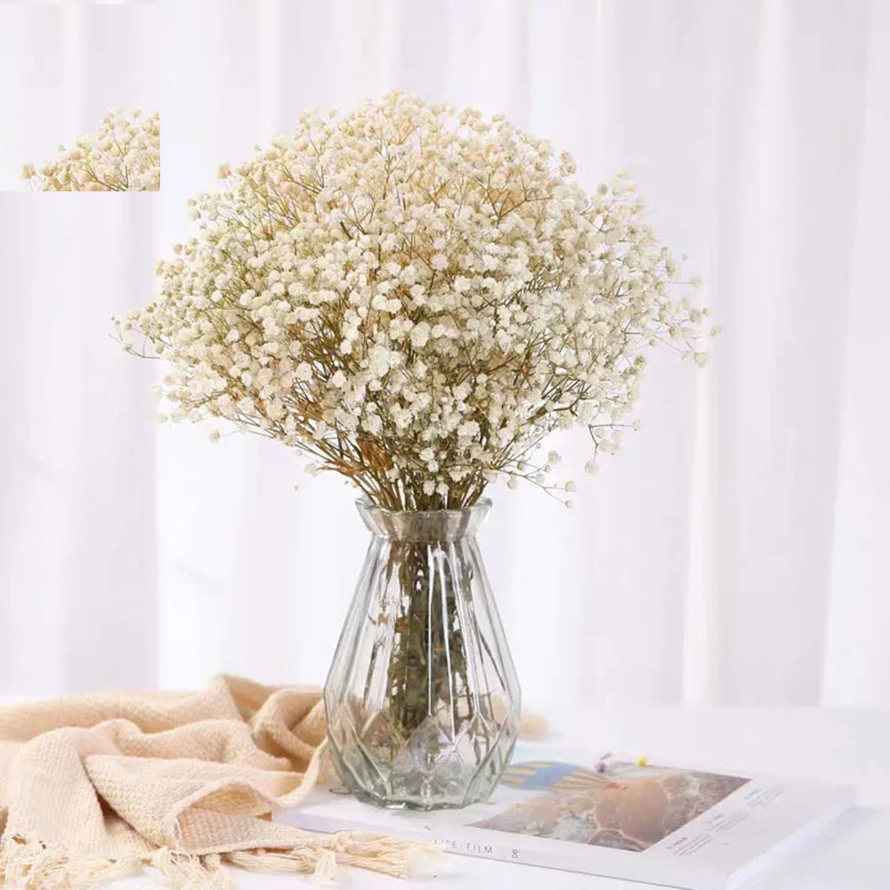 Trockenblumen Schleierkraut 60 g - Getrocknete Gypsophila für Vase & Deko